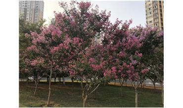 夏秋季節(jié)，錫城首次驚現(xiàn)紫薇花開美景